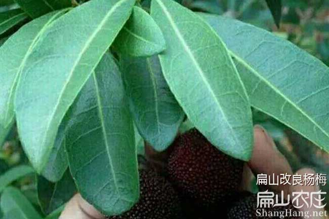 桑植東魁（kuí）楊（yáng）梅葉片