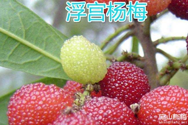 湖北1-3-2-4-5-6年東魁楊梅苗批（pī）發價錢多少錢（qián）一棵黃石-扁山楊（yáng）梅