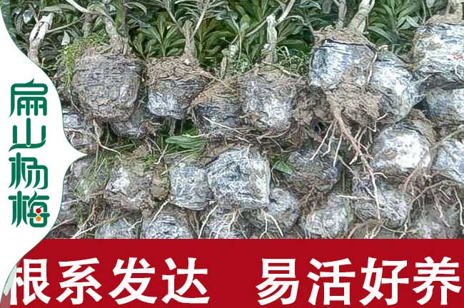 漳州楊梅小杯苗