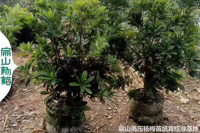 50公分矮化浙江高壓楊梅苗培育 金華台（tái）州仙居黃岩5年大（dà）杯苗（miáo）