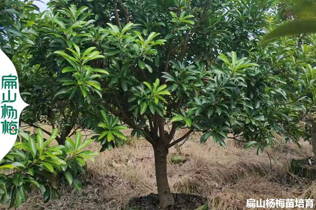 傘狀楊梅樹（shù）造型