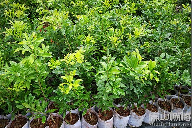 恩施賣（mài）楊梅苗種植基地（dì） 恩施哪裏可以買楊梅苗（miáo）批發-扁山楊梅