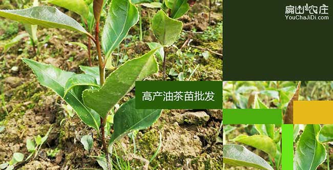 油茶苗（miáo）三證一簽