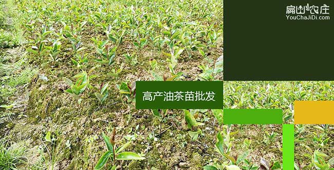 萬店油茶種植的（de）主要問