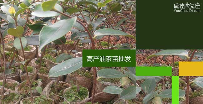 桂林（lín）油茶（chá）苗批發