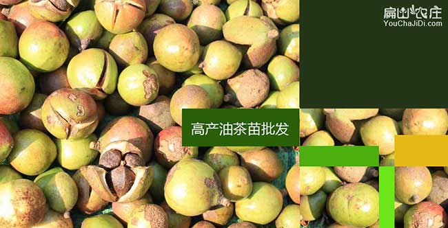 界集鎮油茶的生物學特