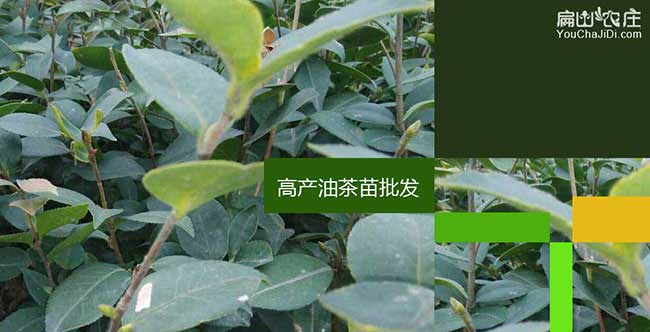 納雍茶籽樹