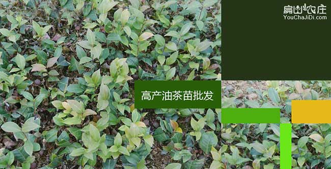 鄂州紅花大果油茶基地（dì）(梁子湖華容鄂城區油茶苗種（zhǒng）植)