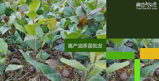 張家界油（yóu）茶（chá）基地（dì）