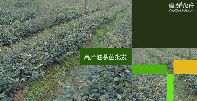 崇左高產油茶苗（miáo）