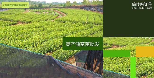 雲澳鎮油茶（chá）種（zhǒng）植的（de）土質