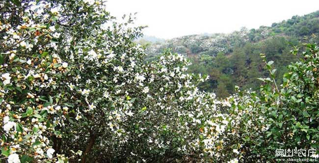 赫山白花油茶苗