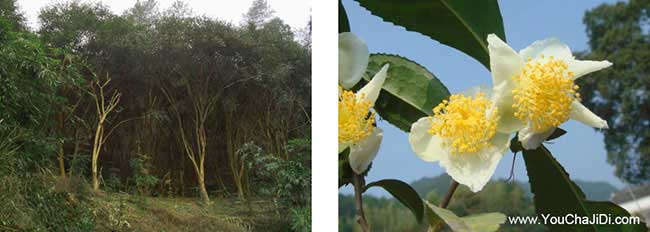 張灣竹山（shān）茶油在國外受