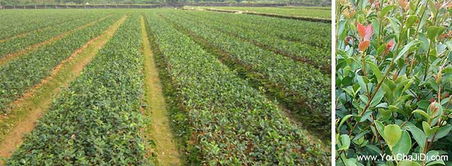 四望花橋茶油在（zài）國外受