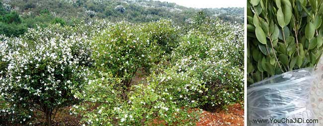 太倉市油（yóu）茶苗、茶樹種