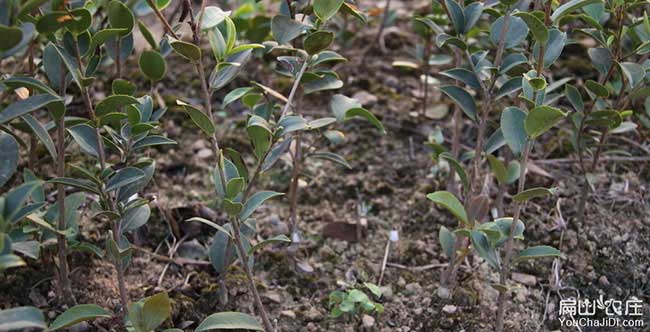 油茶種植重在湖北（běi）管理