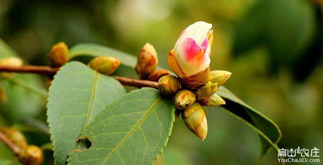 大果油茶（chá）苗