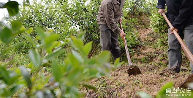 黃圩種植油茶哪（nǎ）個品（pǐn）種