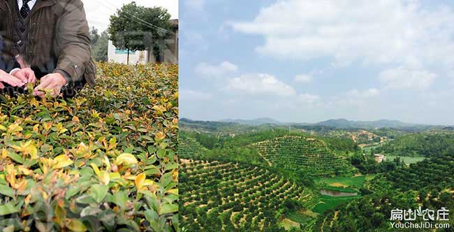 茶籽樹種植