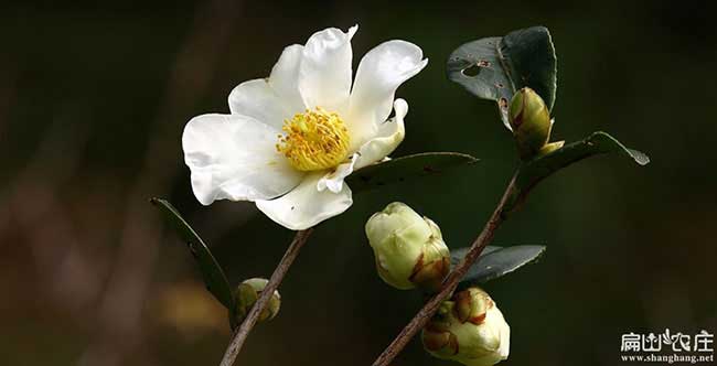 長崗西方國（guó）家喜歡吃茶