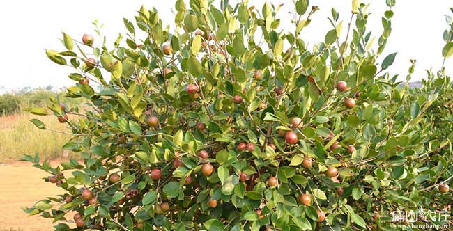 高產良種油茶種植