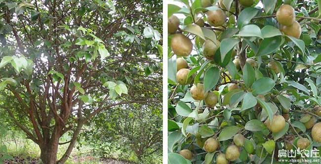 天門西方國家喜歡吃茶