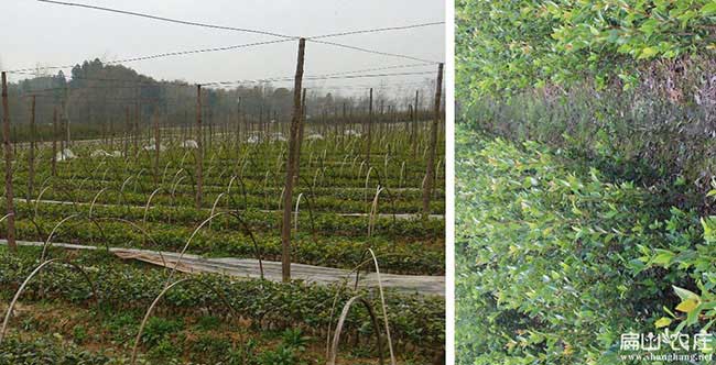 寮步鎮油茶（chá）苗、茶樹種