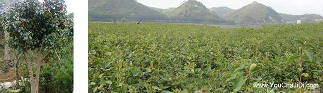 常州油（yóu）茶（chá）苗批發And常州油茶苗價錢茶籽茶油回收