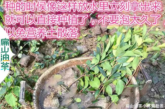 龍岩油茶小杯苗批發