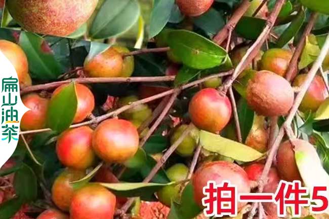 龍岩紅皮茶果批（pī）發