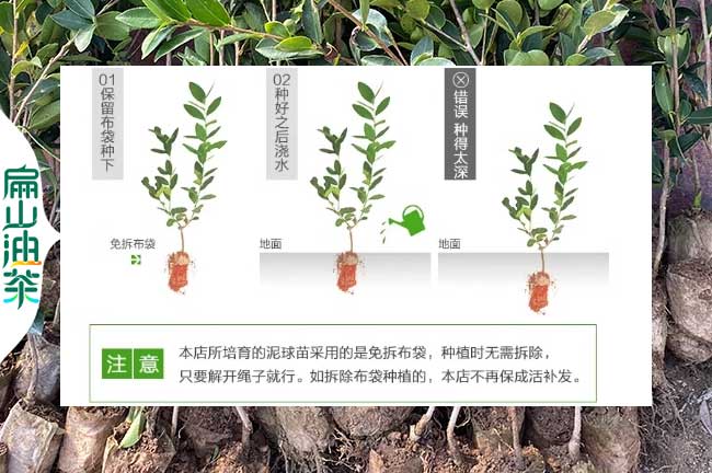 南靖油茶種植