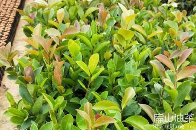 三明軟枝（zhī）油（yóu）茶苗