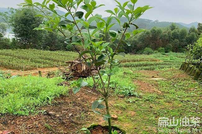 三明長林油茶苗批發