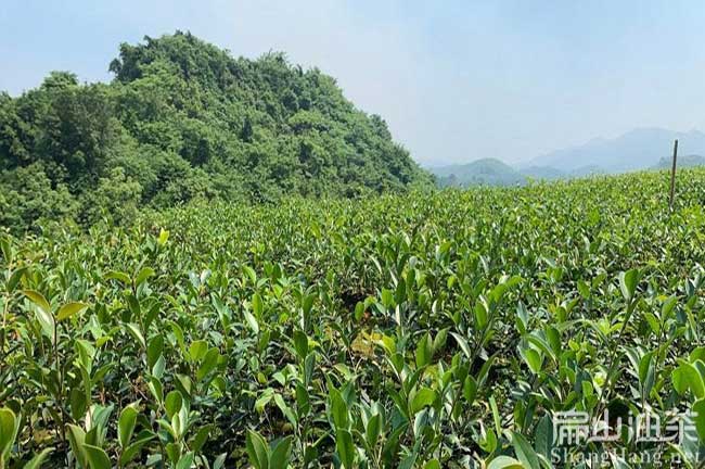 改（gǎi）良大果紅花油茶苗 南平水晶東魁楊梅苗批發2023-扁山油茶