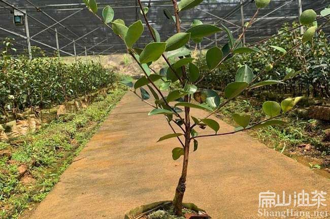 龍岩油（yóu）茶杯苗