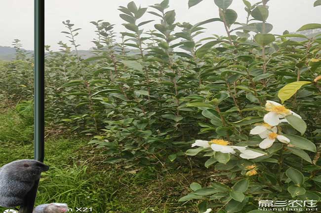 麟遊縣茶油在（zài）國外受歡