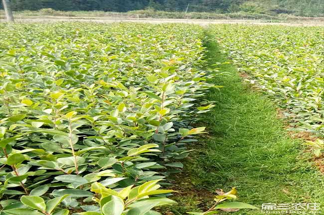 西照川鎮江西（xī）贛無品種