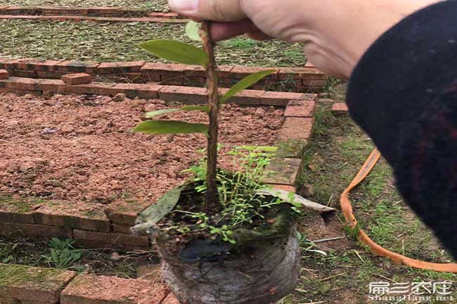 儋州油茶苗批（pī）發