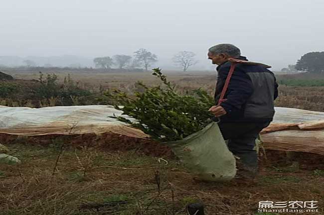 貴州油（yóu）茶種植