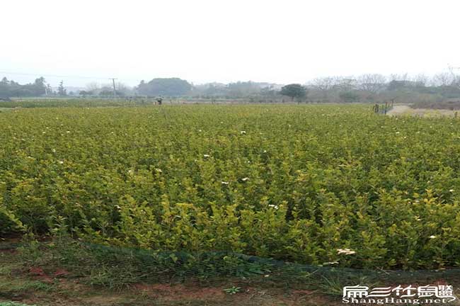 貴州油茶基地