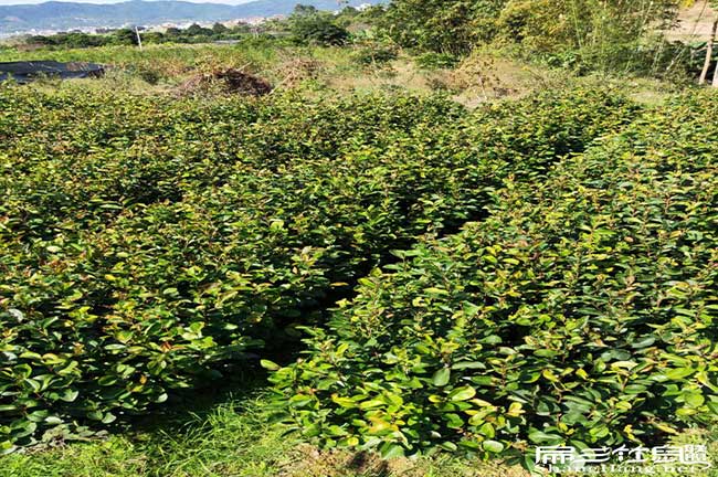 寧德茶樹基地