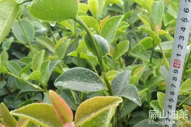 漳州油茶（chá）苗批（pī）发