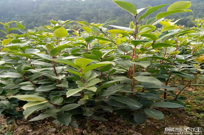 泉州茶樹種植