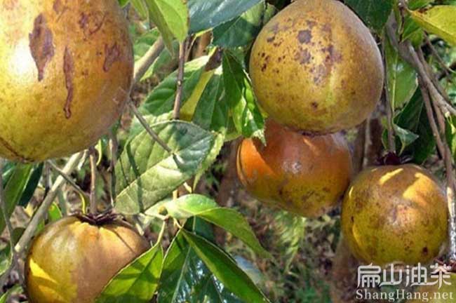 桂平紅花茶樹（shù）苗基地