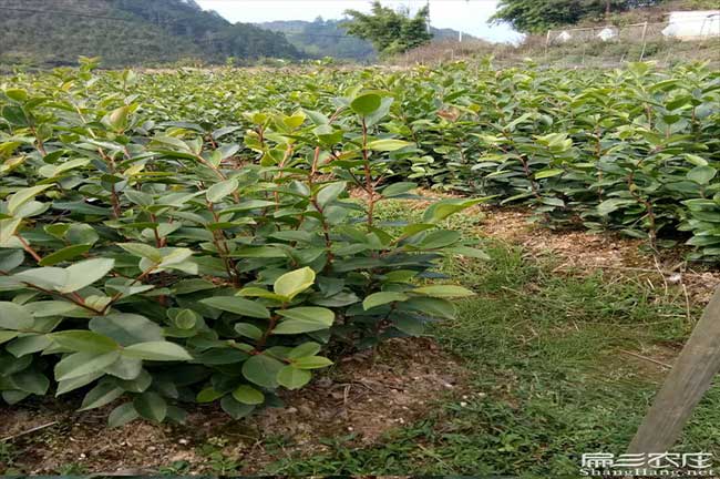 鵝埠鎮油茶基地（dì）高度分