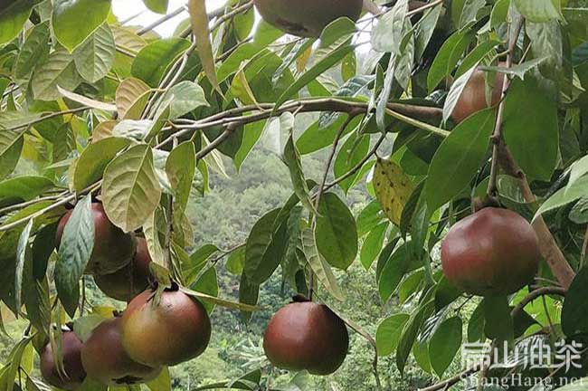 廣西大果油茶樹