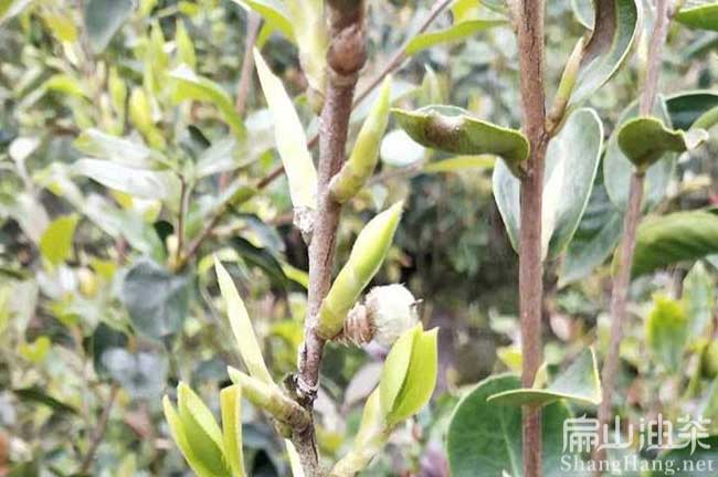 長林1號油茶苗