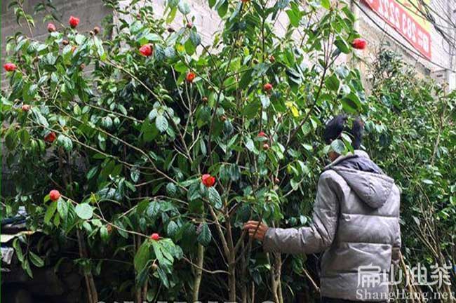 廣西大果油茶（chá）苗