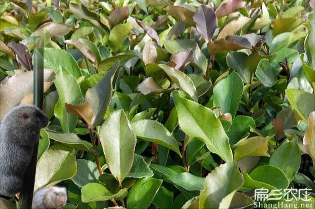 上虞（yú）油茶種植