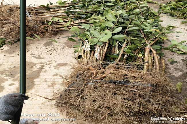 三穗縣適合種（zhǒng）植油茶樹